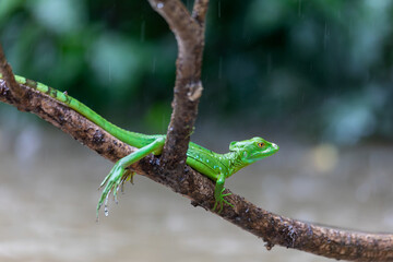 Female of Plumed green basilisk (Basiliscus plumifrons), sitting on branch. Refugio de Vida Silvestre Cano Negro, Costa Rica wildlife.
