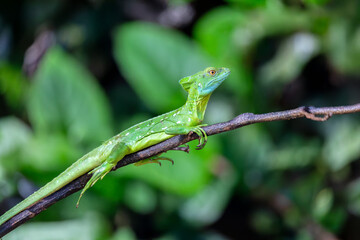Female of Plumed green basilisk (Basiliscus plumifrons), sitting on branch. Refugio de Vida Silvestre Cano Negro, Costa Rica wildlife.