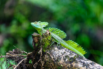 Plumed green basilisk (Basiliscus plumifrons), sitting on branch protruding from water, rainy tropical weather with raindrops in water. Refugio de Vida Silvestre Cano Negro, Costa Rica wildlife .