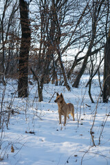 dog in winter forest