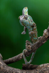 The Veiled Chameleon or Cone-head Chameleon is a species of chameleon native to Yemen and Saudi Arabia. 