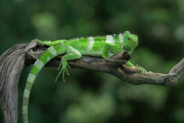 Male Fiji Banded Iguanas
(Brachylophus bulabula) are bright green lizard with crested spines and...