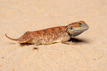 Xenagama taylori also known as the Shield-tailed Agama is endemic to the Horn of Africa. They have a unique tail that is used to block their burrows.