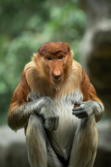 Naklejka premium Proboscis Monkey or Long-nosed Monkey (Nasalis larvatus) is native to Borneo, Indonesia and is found mostly in mangrove forests.
