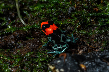 Blessed Poison Frog (Ranitomeya benedicta) is a species of poison dart frogs found in the lowland rainforest in Peru.