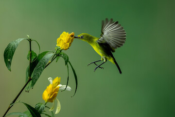 The Oriental White-eyes (Zosterops palpebrosus), is a small passerine bird in the white-eye family.