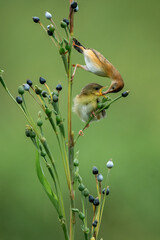 The Zitting Cisticola (Cisticola juncidis) is feeding insects to its chick.