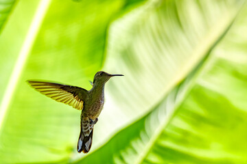 Silhouette of Rufous-tailed hummingbird (Amazilia tzacatl), Refugio de Vida Silvestre Cano Negro, Wildlife and bird watching in Costa Rica.