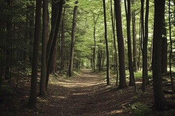 Obraz premium A winding dirt path through dense forest foliage