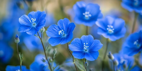 Stunning blue flowers blooming in a warm summer setting, showcasing the vibrant colors and natural beauty of blue flowers during the delightful summer season. Blue flowers add charm to gardens.