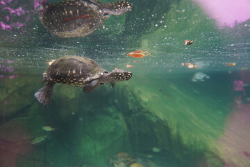 Water Tortoise Swimming