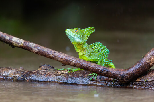Plumed green basilisk (Basiliscus plumifrons), sitting on branch protruding from water, rainy tropical weather with raindrops in water. Refugio de Vida Silvestre Cano Negro, Costa Rica wildlife .