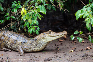 Spectacled caiman (Caiman crocodilus) or Common Caiman, crocodilian reptile found in Refugio de Vida Silvestre Cano Negro, Costa Rica wildlife