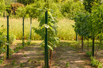 Plantacja uprawa winorośli, krzewy bez owoców latem © Paweł Kacperek