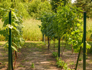 Uprawa wingoron w sadzie, krzewy rosnące w równych rzędach  © Paweł Kacperek
