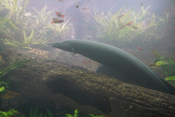 The electric eel (Electrophorus electricus) is a fascinating and unique species of fish native to the freshwater rivers and streams of South America, particularly in the Amazon and Orinoco basins.