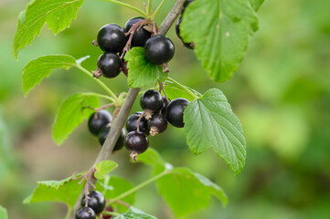 Czarna porzeczka owoce i liście wiszące na gałęzi z bliska © Paweł Kacperek