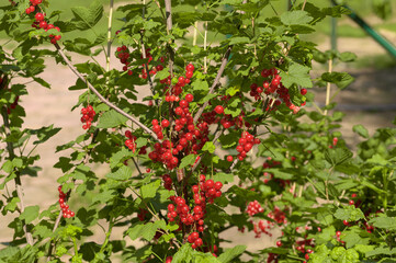 Dojrzałe bujne krzewy czerwonej porzeczki gotowe do zbioru © Paweł Kacperek
