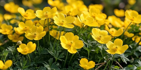 Obraz premium Vibrant buttercup yellow flowers bloom in the spring, creating a picturesque scene filled with the cheerful essence of buttercup yellow flowers thriving in nature s embrace.