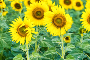 Obraz premium A Sunflower Field Captured in Perfect Detail, Highlighting the Brightness and Vivid Colors of Each Blooming Flower