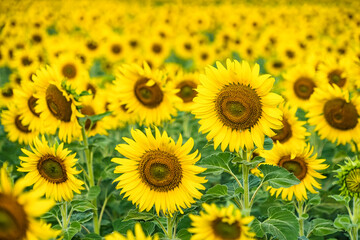 Naklejka premium A Sunflower Field Captured in Perfect Detail, Highlighting the Brightness and Vivid Colors of Each Blooming Flower