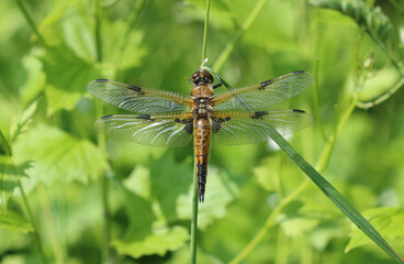 Vierfleck - Four-spotted Chaser