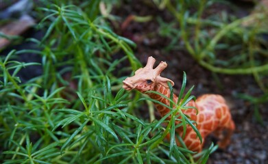 photo of toy giraffe in the bushes with green plants, in the photo it looks like it is real in the wild