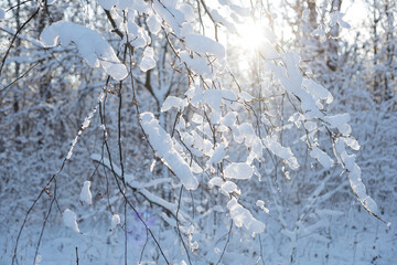 winter forest in the snow