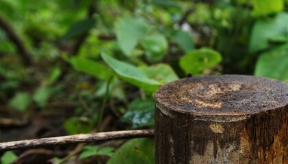 close up photo of wood pieces in the garden, suitable for your product photo spot stand