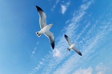 The flying seagulls in the sky 