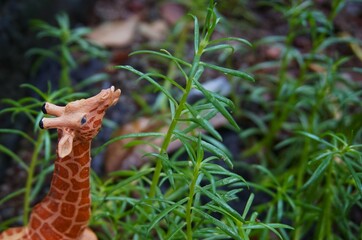 photo of toy giraffe in the bushes with green plants, in the photo it looks like it is real in the wild