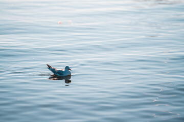 Fototapeta premium A lone seagull floats serenely on the calm waters of Erhai Lake in Dali, Yunnan, China. The gentle ripples reflect the bird's peaceful image.