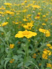 yellow flowers in the grass