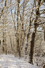 winter forest in the snow