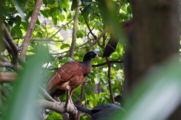 The Helmeted Curassow (Pauxi pauxi) is a large, striking bird native to the Andean mountains of South America, specifically found in Colombia and northern Ecuador. 