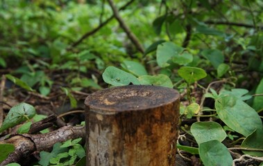 round piece of wood, pictured in the garden, suitable for advertising or product stands