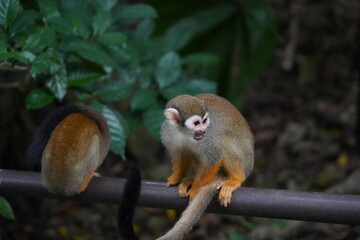 Central American squirrel monkey
Primate
