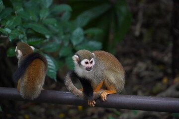 Central American squirrel monkey
Primate
