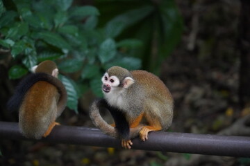 Central American squirrel monkey
Primate