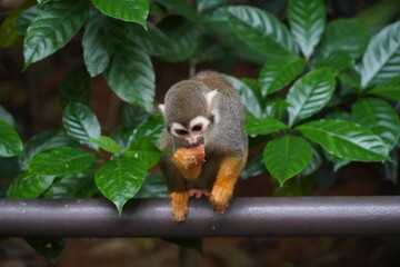 Obraz premium Central American squirrel monkey Primate