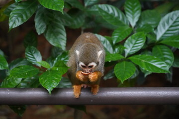 Central American squirrel monkey
Primate