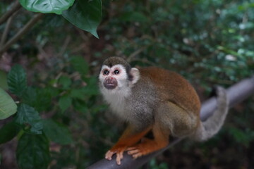 Central American squirrel monkey
Primate