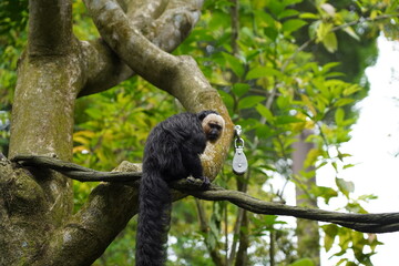 The Saki monkey is a small to medium-sized primate known for its striking appearance and distinctive facial features.