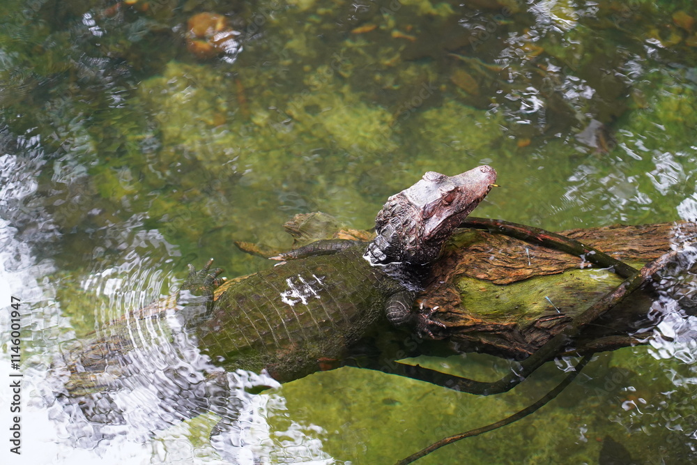 Wall mural The African Dwarf Crocodile (Osteolaemus tetraspis) is a small species of crocodile native to the tropical regions of West and Central Africa.  