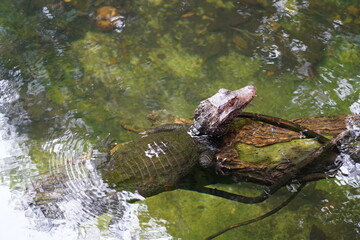 The African Dwarf Crocodile (Osteolaemus tetraspis) is a small species of crocodile native to the tropical regions of West and Central Africa.  