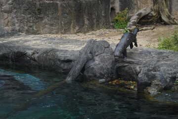 The beaver (Castor canadensis in North America and Castor fiber in Europe) is a large, semi-aquatic rodent famous for its ability to build complex dams, lodges, and canals. Beavers have stout bodies, 