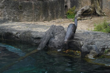 The beaver (Castor canadensis in North America and Castor fiber in Europe) is a large, semi-aquatic rodent famous for its ability to build complex dams, lodges, and canals. Beavers have stout bodies, 