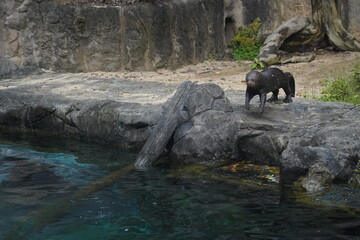 The beaver (Castor canadensis in North America and Castor fiber in Europe) is a large, semi-aquatic rodent famous for its ability to build complex dams, lodges, and canals. Beavers have stout bodies, 