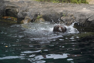 The beaver (Castor canadensis in North America and Castor fiber in Europe) is a large, semi-aquatic rodent famous for its ability to build complex dams, lodges, and canals. Beavers have stout bodies, 