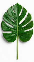 A photostock of neatly arranged tropical monstera leaves with detailed veins, isolated on a clean white background, vibrant and refreshing, High Quality